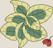 22.-euonymus.png