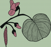 10.-cercis.png