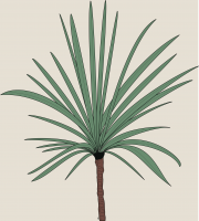 14.-cordyline.png