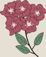 30.-lagerstroemia.png