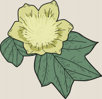 31.-liriodendron.png