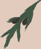 28. juniperus