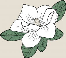 32. magnolia