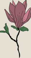 33. magnolia quin