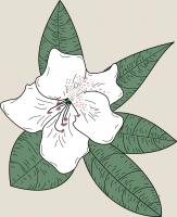 45. rhododendron mu