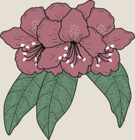 46. rhododendron pont